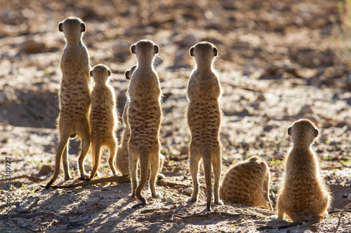 Fotografie, Obraz Suricate rodina stojící v ranním slunci hledají poly