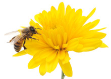 Honeybee And Yellow Flower