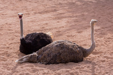 Two Ostriches Talking