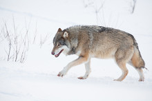 Lonely Wolf Walking In The Snow