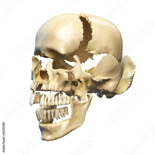 Naklejka - mata magnetyczna na lodówkę Human skull with parts exploded.