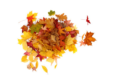 Sticker - autumn leaves isolated