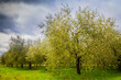 © Massimiliano Agati - Olive trees in Tuscany