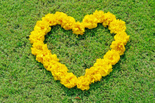 Yellow Cotton Tree Flower In Heart Shape On Green Grass Backgrou
