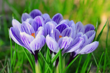 Crocus flower bloom in the field