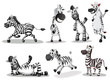 Playful zebras
