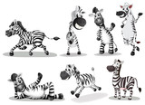 Fototapeta Zebra - Playful zebras