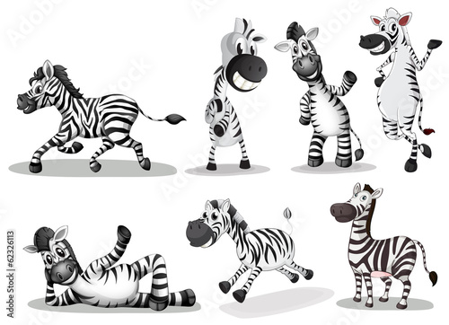 Nowoczesny obraz na płótnie Playful zebras