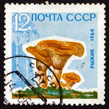 Postage Stamp Russia 1964 Saffron Milk Cap, Mushroom