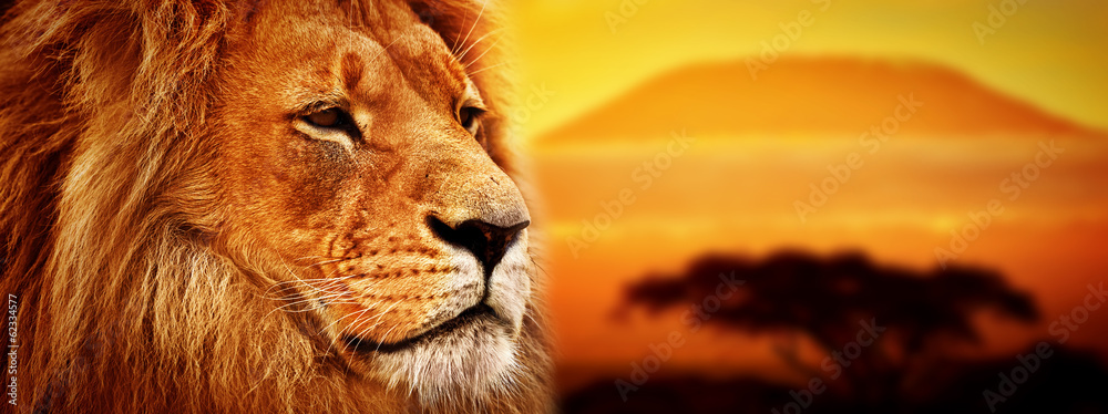 Foto-Kissen - Lion portrait on savanna. Mount Kilimanjaro at sunset. Safari