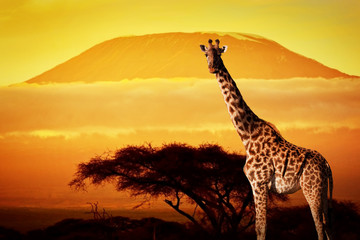 Giraffe on savanna. Mount Kilimanjaro at sunset. Safari