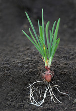 Onion Plant With Roots