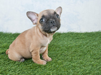 Canvas Print - French Bulldog Puppy