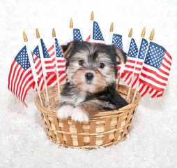 Canvas Print - American Puppy