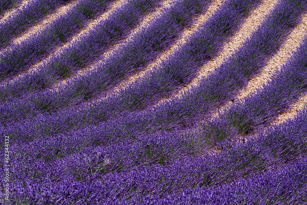 valensole provenza campi di lavanda