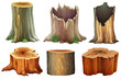 Different tree stumps