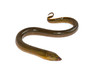 Long eel isolated on a white background