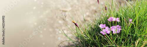 Naklejka nad blat kuchenny Forest flowers banner