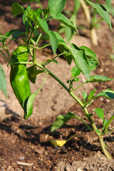 Wall Mural - Green pepper plant