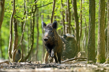Wall Mural - wild boar