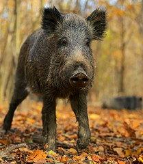 Canvas Print - Wild boar