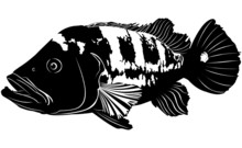 Aquarium Fish Cichla Ocellaris