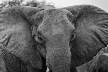 Wall Mural - wütender Elefant, Chobe Park Botswana