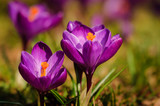 Violet crocus - spring flower