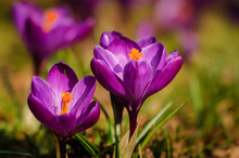 Violet Crocus - Spring Flower