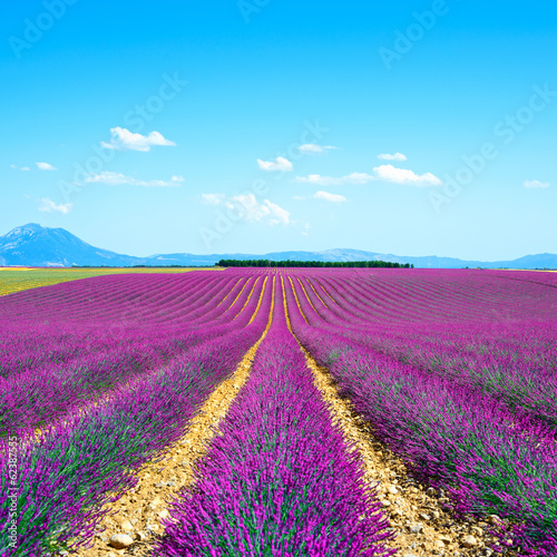 Fototapeta na wymiar Lavender flower blooming fields endless rows. Valensole provence