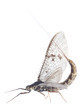 Mayfly, Ephemeroptera isolated on white background
