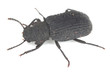 Saproxylic beetle, Bolitophagus reticulatus isolated