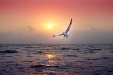 Seagull With Beautiful Sunset In The Background