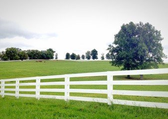 Wall Mural - Horse farm, country summer landscape