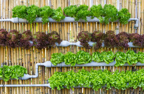 Fotografia Hydroponic Vertical Gardening