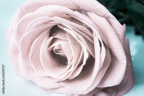 Naklejka dekoracyjna Pastel gentle toned roses with drops, closeup