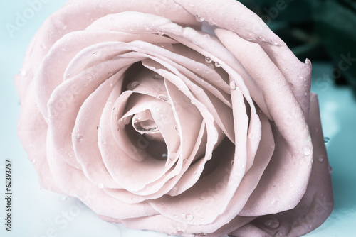 Plakat na zamówienie Pastel gentle toned roses with drops, closeup