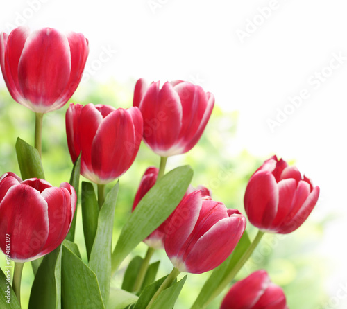 Tapeta ścienna na wymiar Bouquet of tulips