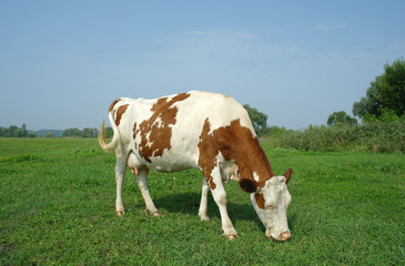 cow in a field