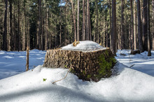 Stump In The Snow
