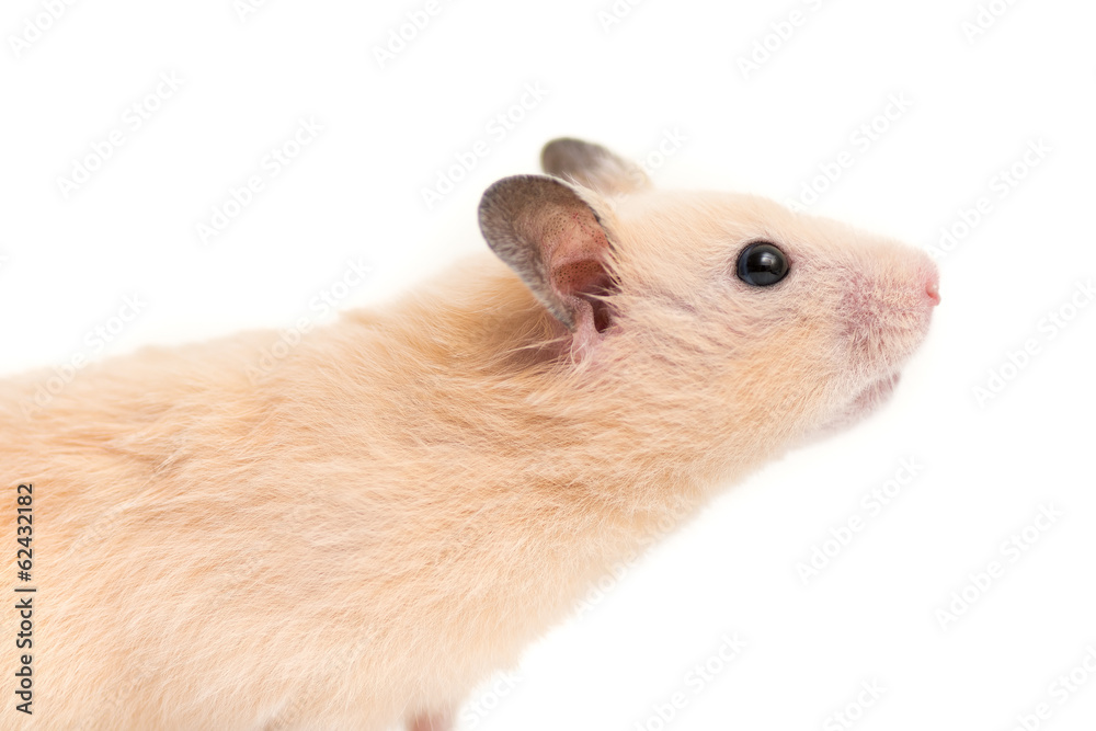 キンクマハムスターの横顔・白バック の Stock フォト | Adobe Stock