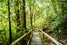 Path In Woods, Doi Inthanon National Park, Chiangmai Thailand