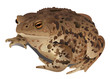 Brown toad isolated