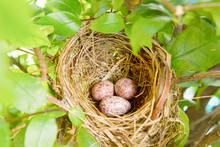 A Nest Filled With Three  Bird Eggs