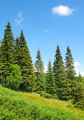 Wall Mural - Beautiful pine trees on mountain