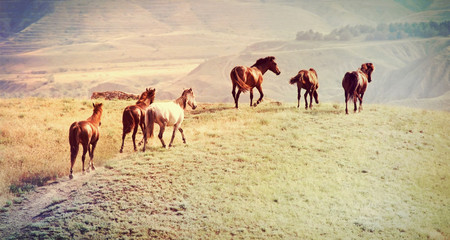 Fotoroleta zwierzę koń ssak ranczo