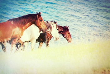 Fotoroleta ranczo koń dziki