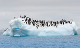 Fototapeta  - Adult adele penguins grouped on iceberg