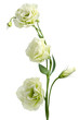 White Eustoma flowers