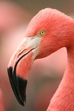 Portrait Of An American Flamingo